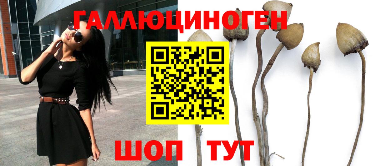 как найти наркотики  Вход с VPN  Сунжа  Галлюциногенные грибы мицелий  Галлюциногенные грибы Magic Shrooms 